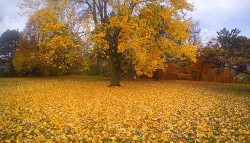 Autumn leaves falling